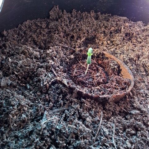 Unus growlog timeline photo