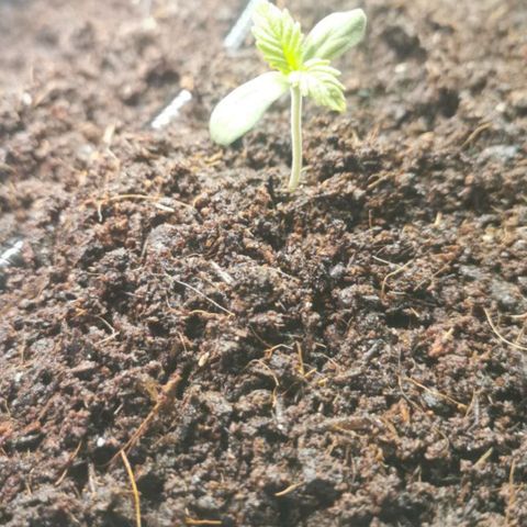 Unus growlog timeline photo