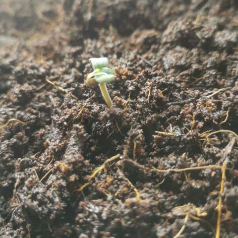 Sekundus growlog timeline photo
