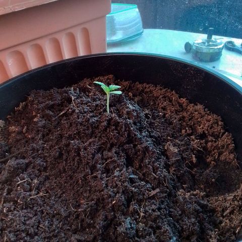 Unus growlog timeline photo