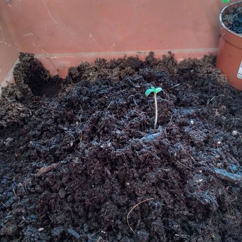Sekundus growlog timeline photo