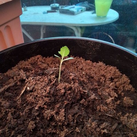 Unus growlog timeline photo