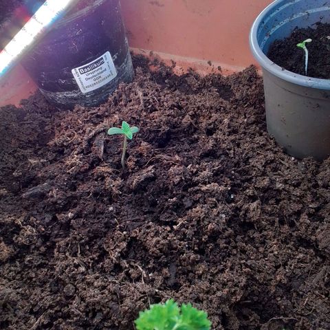 Sekundus growlog timeline photo