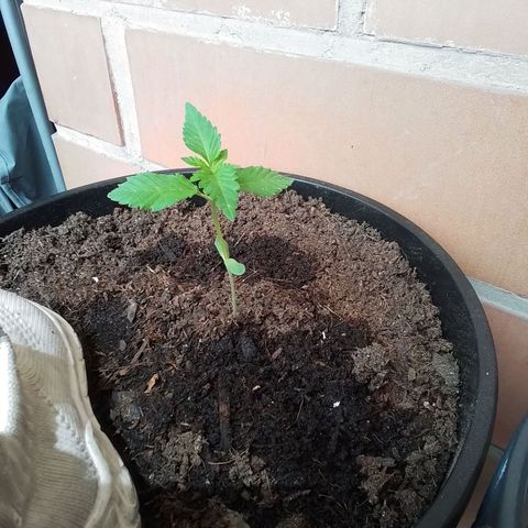 Unus growlog timeline photo