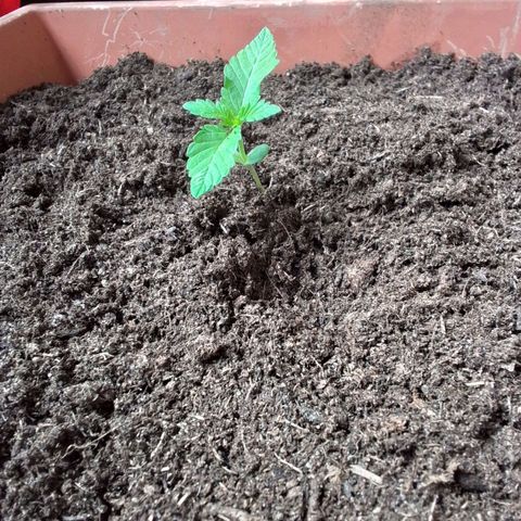 Sekundus growlog timeline photo