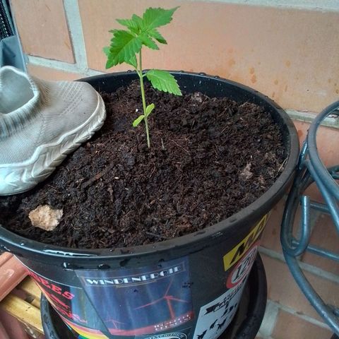 Unus growlog timeline photo