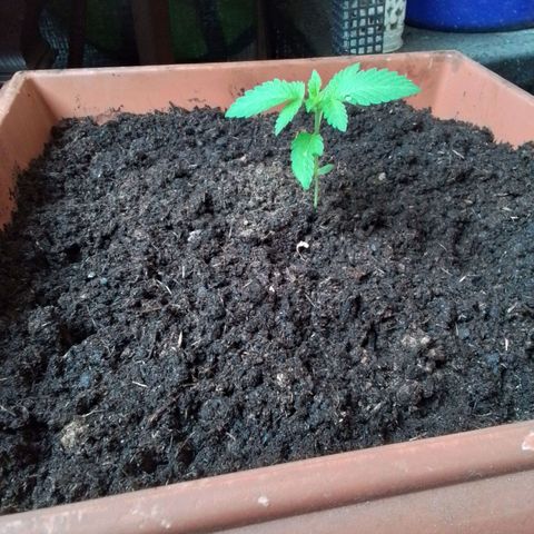 Sekundus growlog timeline photo