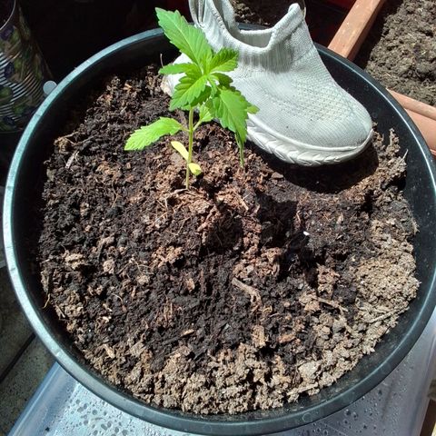 Unus growlog timeline photo