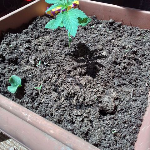 Sekundus growlog timeline photo