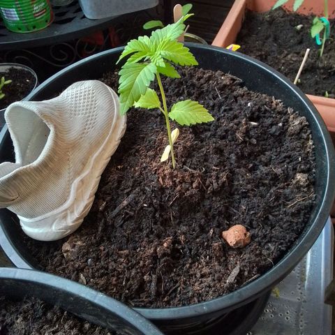 Unus growlog timeline photo