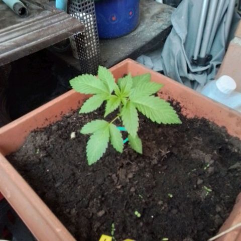 Sekundus growlog timeline photo