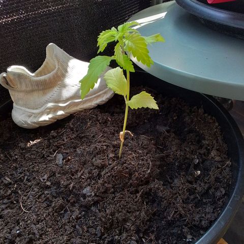 Unus growlog photo: Doesn't look good... 