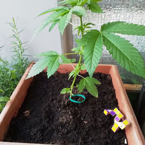 Sekundus growlog timeline photo