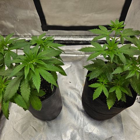 Witch Crack growlog timeline photo