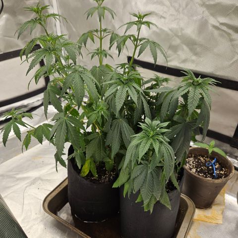 Witch Crack growlog photo: Missed watering, plants suffered.