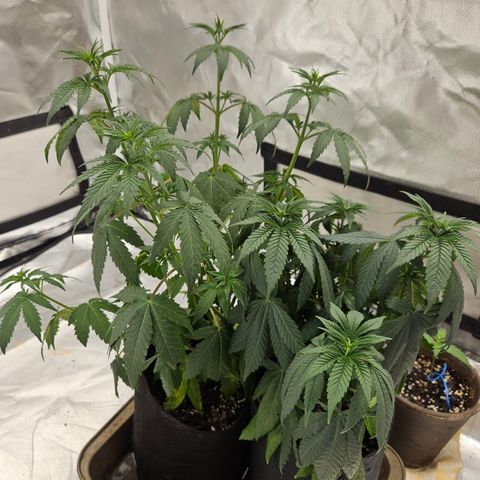 Trans Uncle growlog photo: Missed watering, plants suffered.