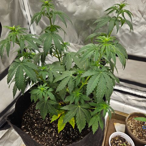 Trans Uncle growlog timeline photo