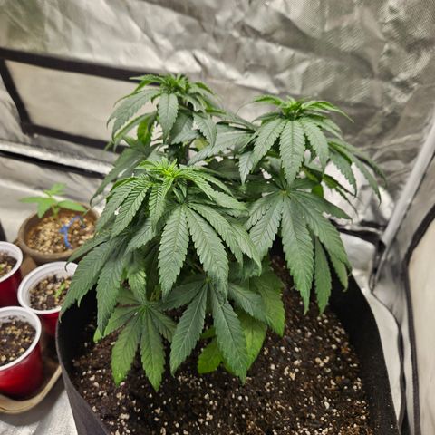 Witch Crack growlog timeline photo