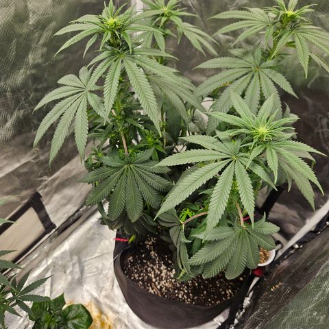 Witch Crack growlog photo: Severely underwatered