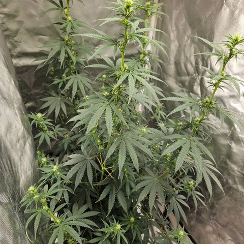 Trans Uncle growlog photo: Underwatered, bud production looking great