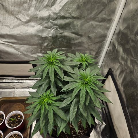 Witch Crack growlog photo: Witch crack is the smaller plant