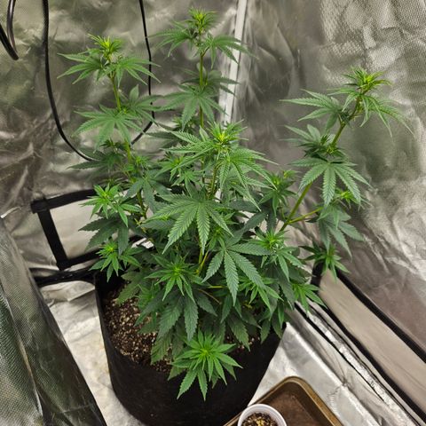 Witch Crack growlog photo: Witch crack is the smaller plant