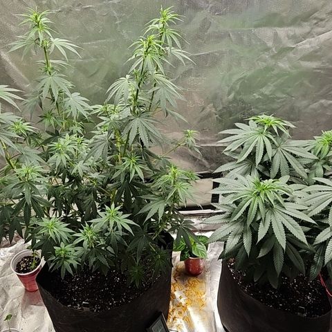 Witch Crack growlog photo: Trans uncle shown on left, Witch crack on right 