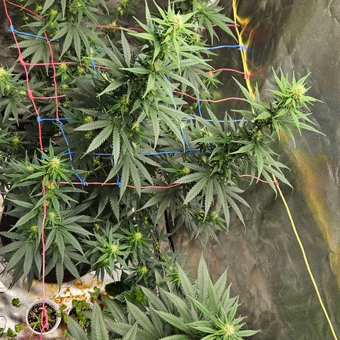 Witch Crack growlog photo: Doing very well