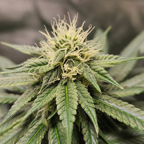 Witch Crack growlog timeline photo