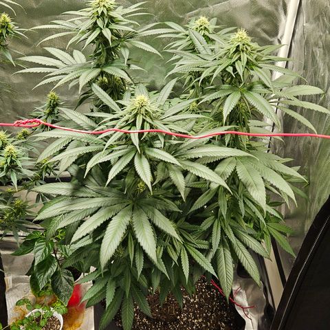 Witch Crack growlog timeline photo