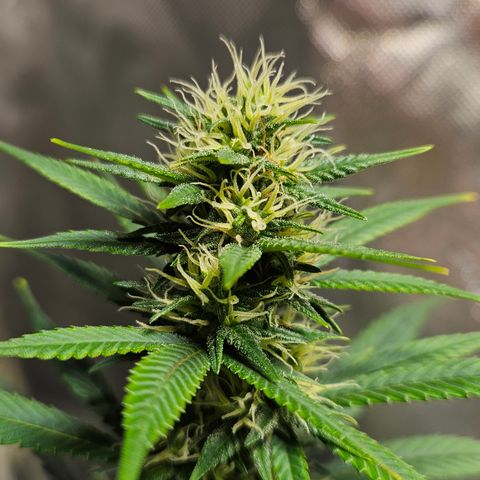 Trans Uncle growlog timeline photo