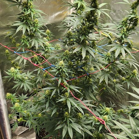 Trans Uncle growlog timeline photo