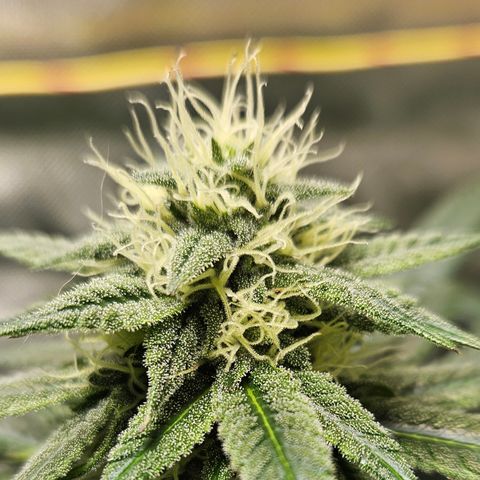 Witch Crack growlog timeline photo