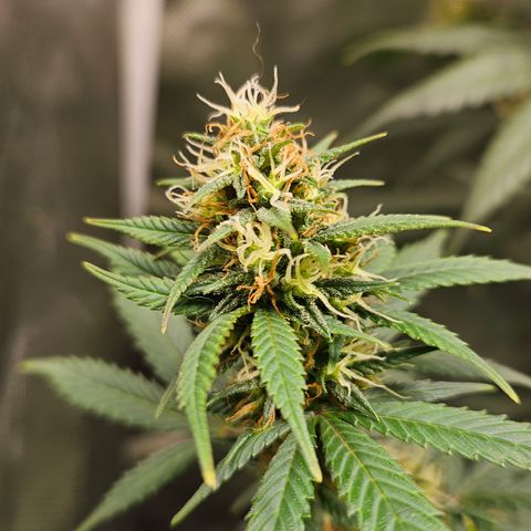 Trans Uncle growlog timeline photo