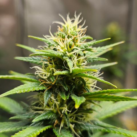 Trans Uncle growlog timeline photo