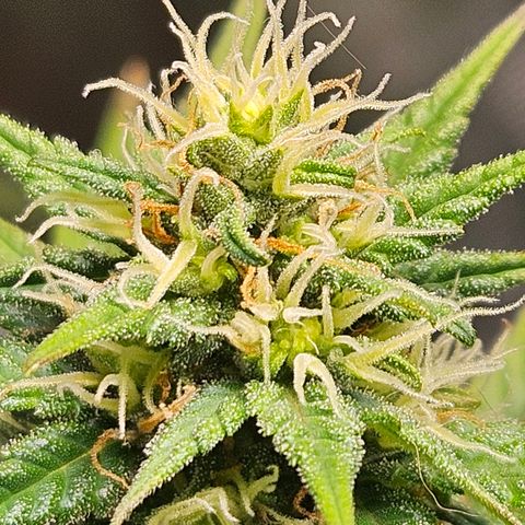 Trans Uncle growlog timeline photo