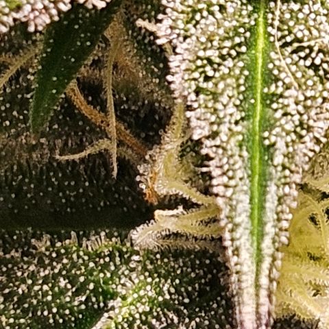 Witch Crack growlog photo: This is now the only weed plant in the enclosure.  Coming along very nicely!