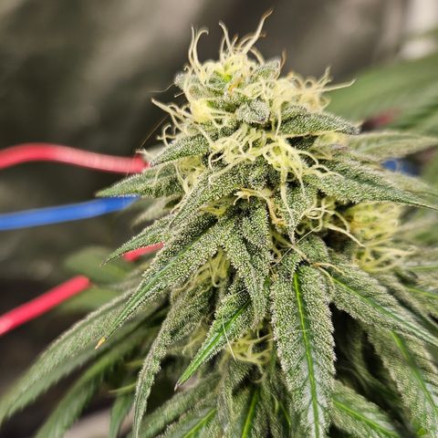 Witch Crack growlog photo: This is now the only weed plant in the enclosure.  Coming along very nicely!