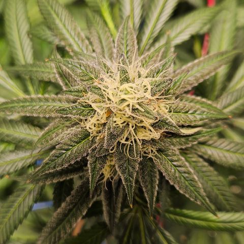 Witch Crack growlog photo: This is now the only weed plant in the enclosure.  Coming along very nicely!