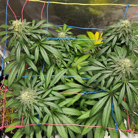 Witch Crack growlog timeline photo