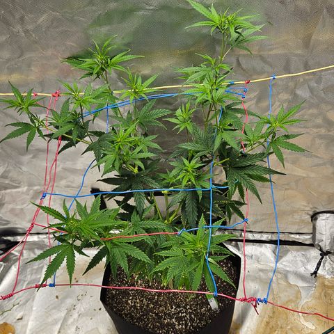 Witch Crack growlog timeline photo
