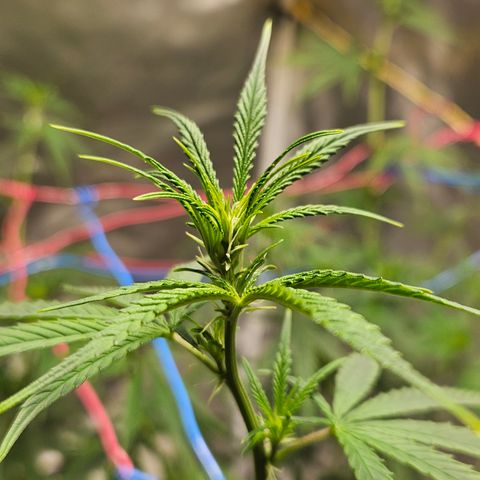 Witch Crack growlog photo: Bud production began two days ago.