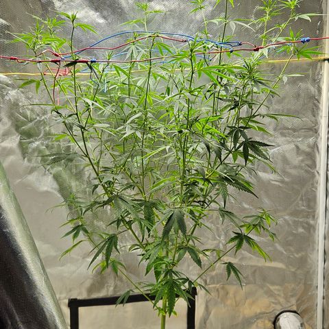 Witch Crack growlog photo: Bud production began two days ago.