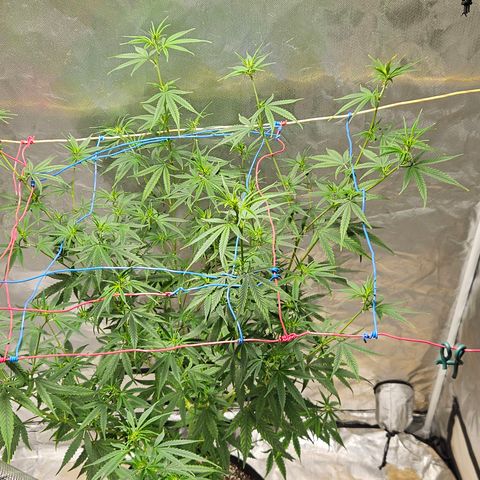 Witch Crack growlog photo: Bud production began two days ago.