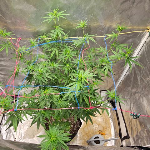 Witch Crack growlog photo: Bud production began two days ago.