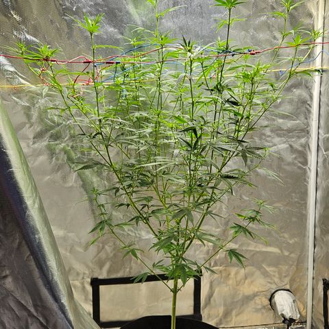 Witch Crack growlog timeline photo