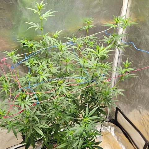 Witch Crack growlog timeline photo