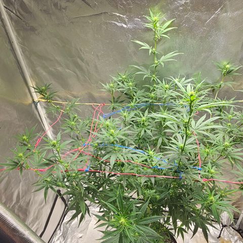 Witch Crack growlog photo: Buds are looking great.