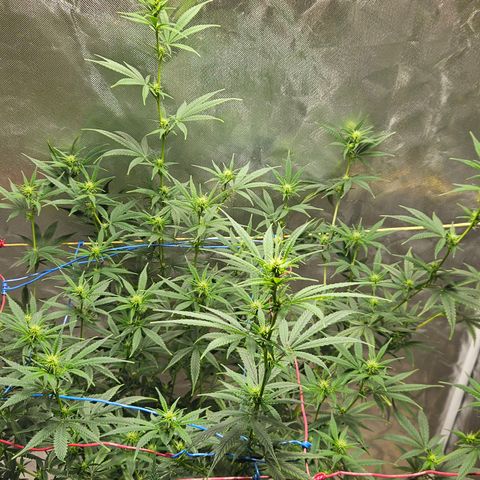 Witch Crack growlog photo: Buds are looking great.