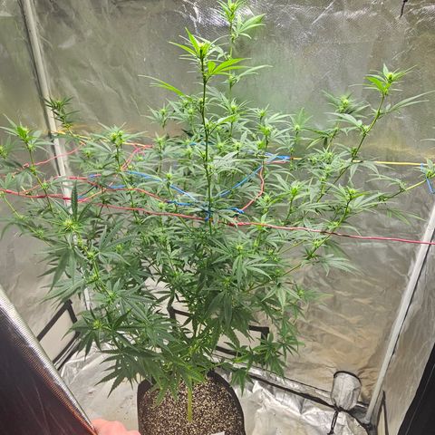 Witch Crack growlog photo: Buds are looking great.